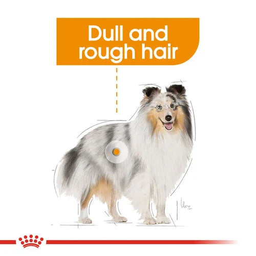 Royal Canin Dog Wet Food
