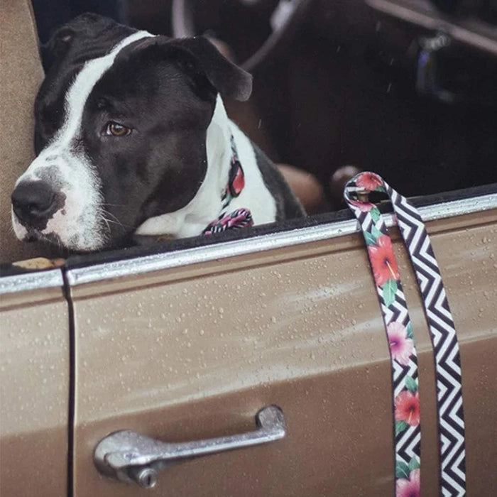 Zee Dog Leash for Dogs