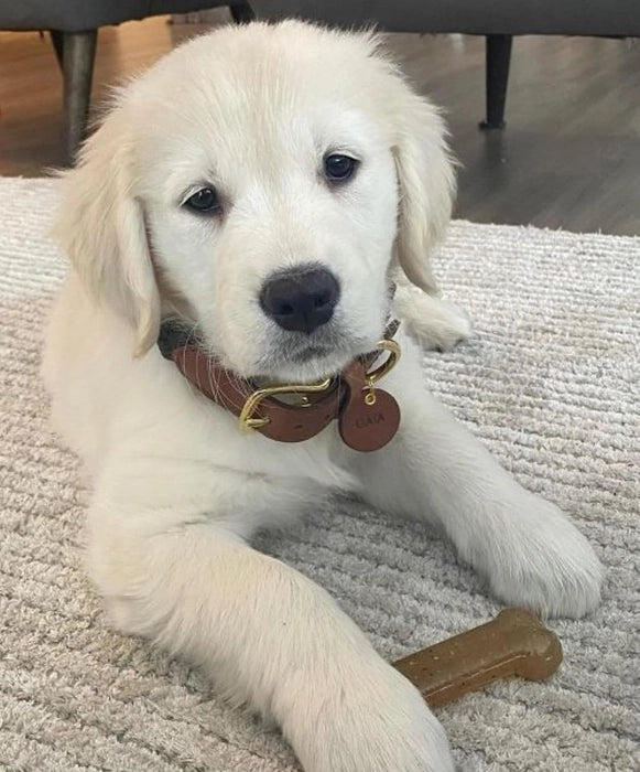 Nylabone Puppy Chew & Power Chew Bone Twin Pack