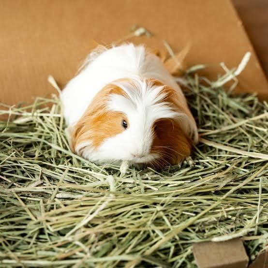 Beaks Animal Feed-Hay