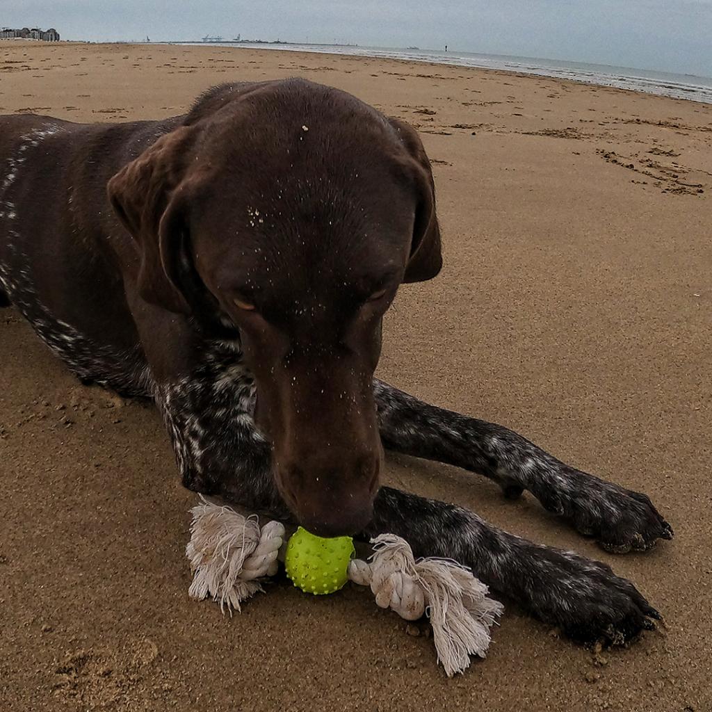 Duvoplus Eco Rubber Ball Bamboo/Rice Cotton  Dog Toy