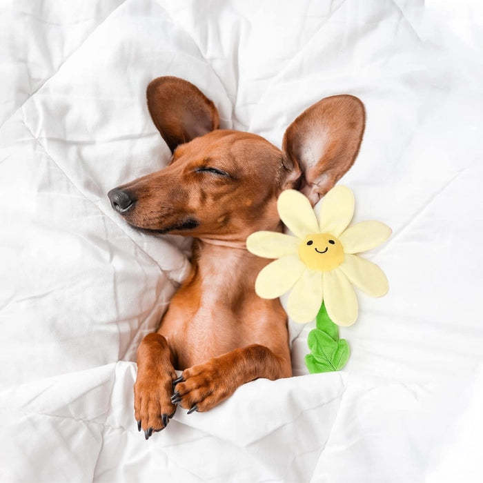 Fofos Flower Dog Rope Toy