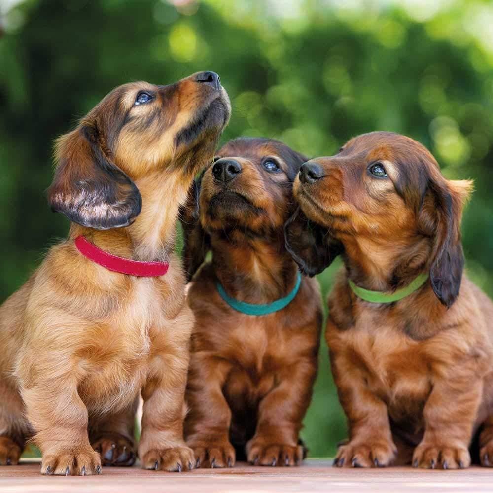 Trixie Set of 6 Collars for Puppy Dogs