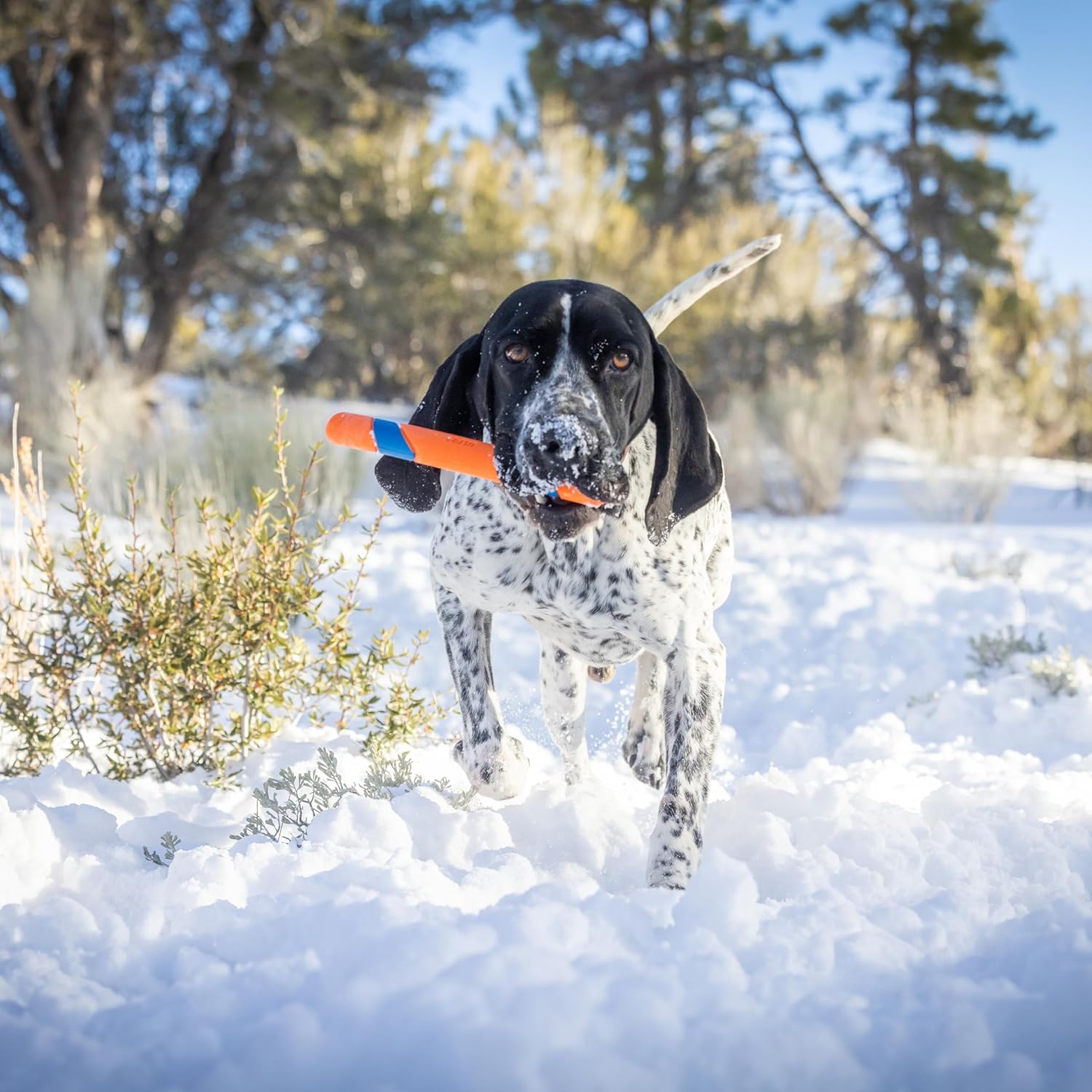Chuckit Ultra Fetch Stick Outdoor Dog Toy