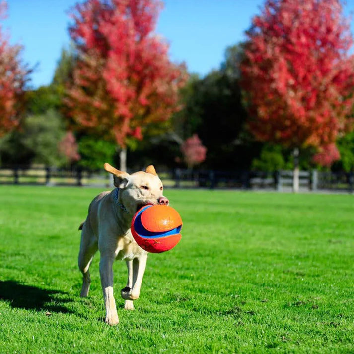 Chuckit! Kick Fetch Dog Toy