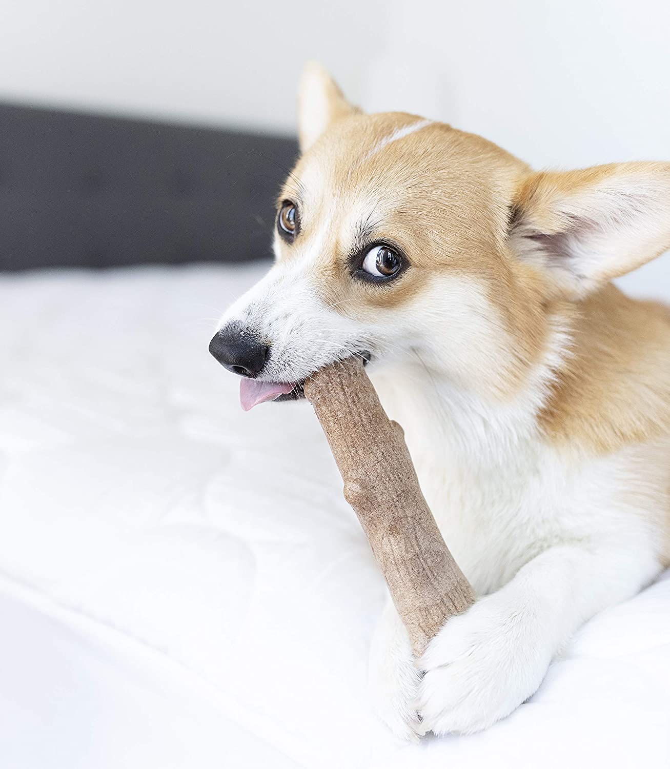 Outward Hound Dogwood Durable Stick