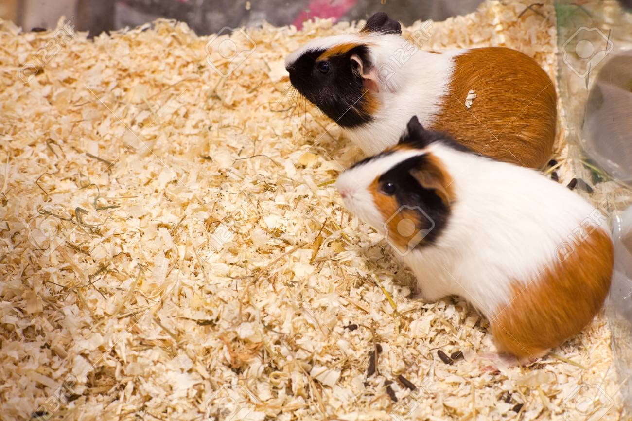 Beaks Hamster Bedding