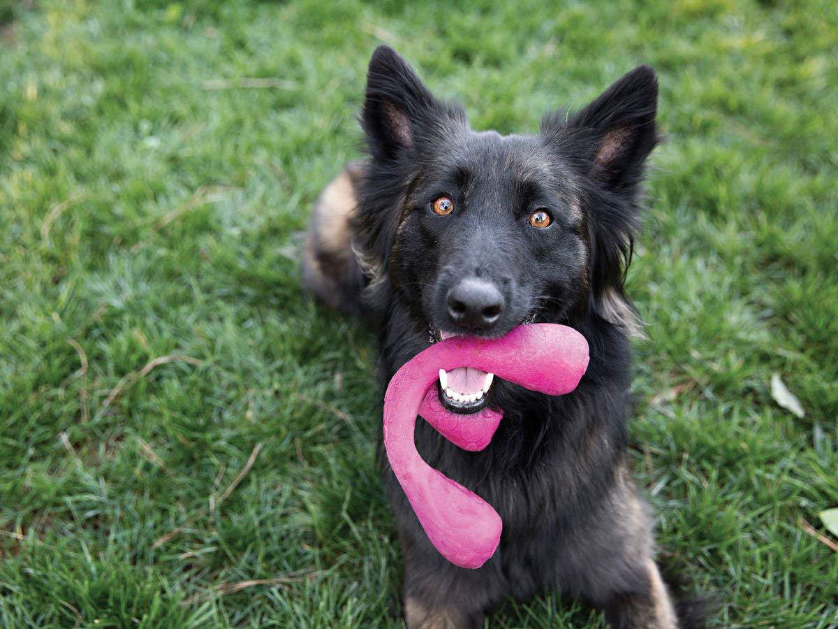 West Paw Zogoflex Air Wox Interactive Dog Toy