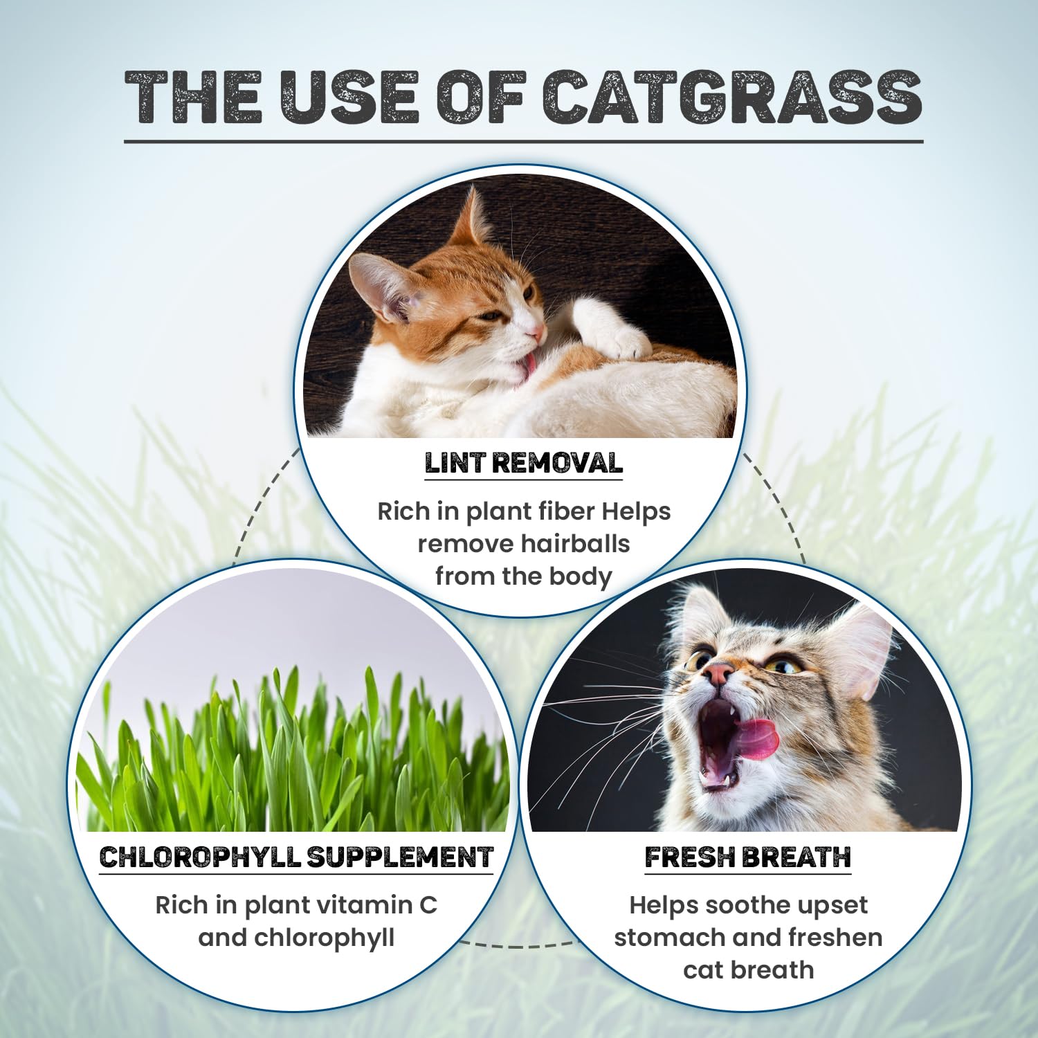 Trixie Ceramic Bowl with Cat Grass Seeds