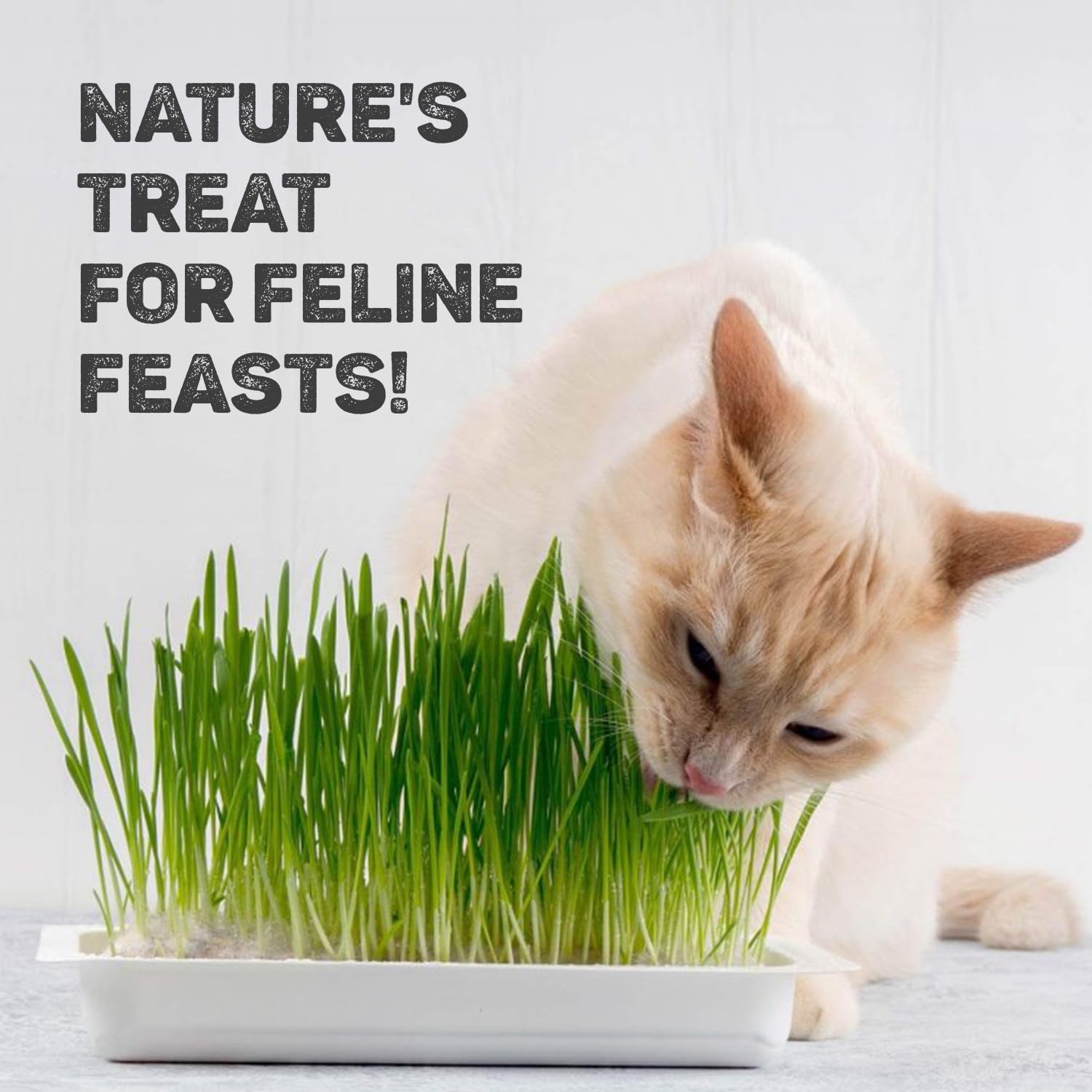 Trixie Ceramic Bowl with Cat Grass Seeds