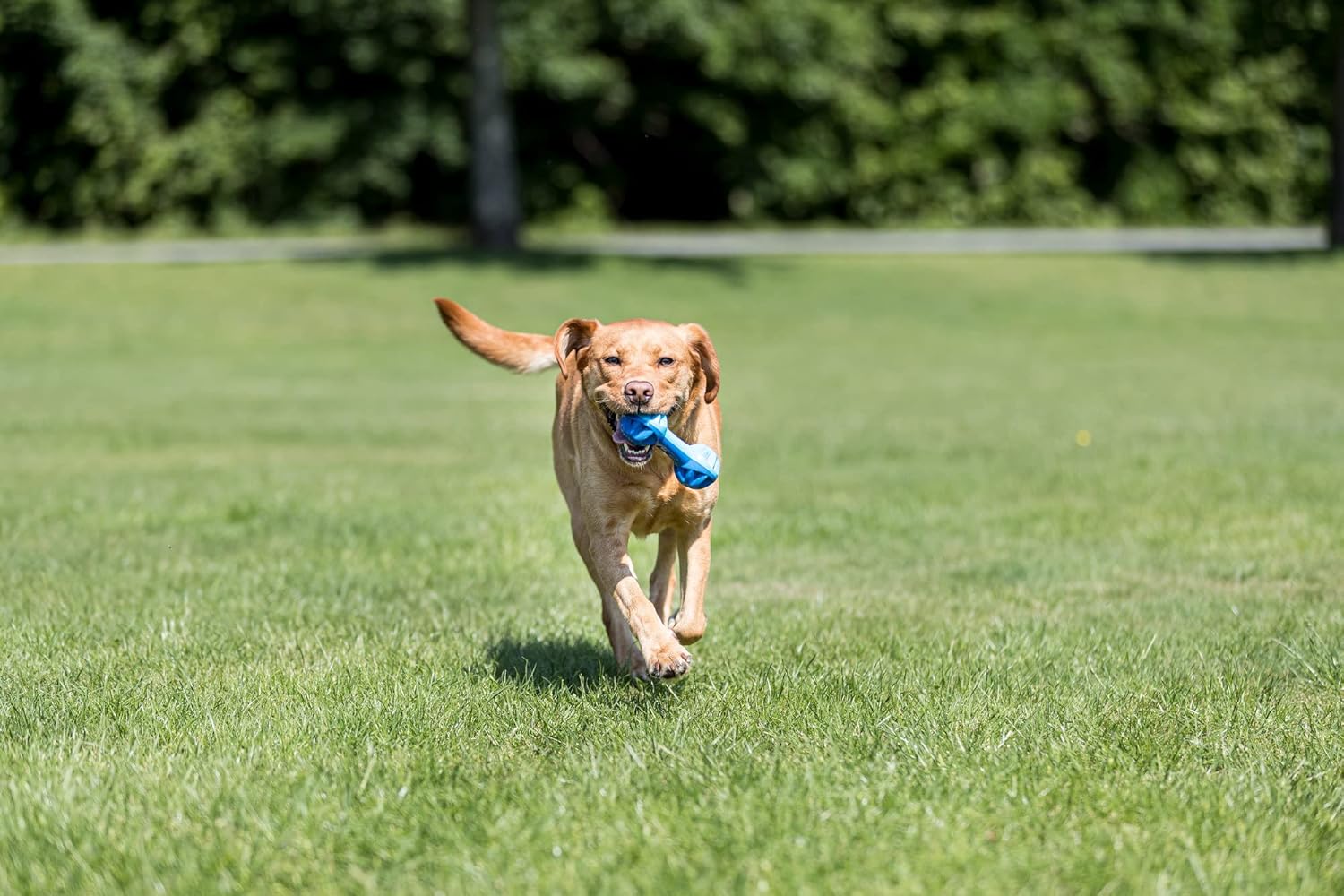 Trixie Cooling Dumbbell Tpr Toy for Dogs