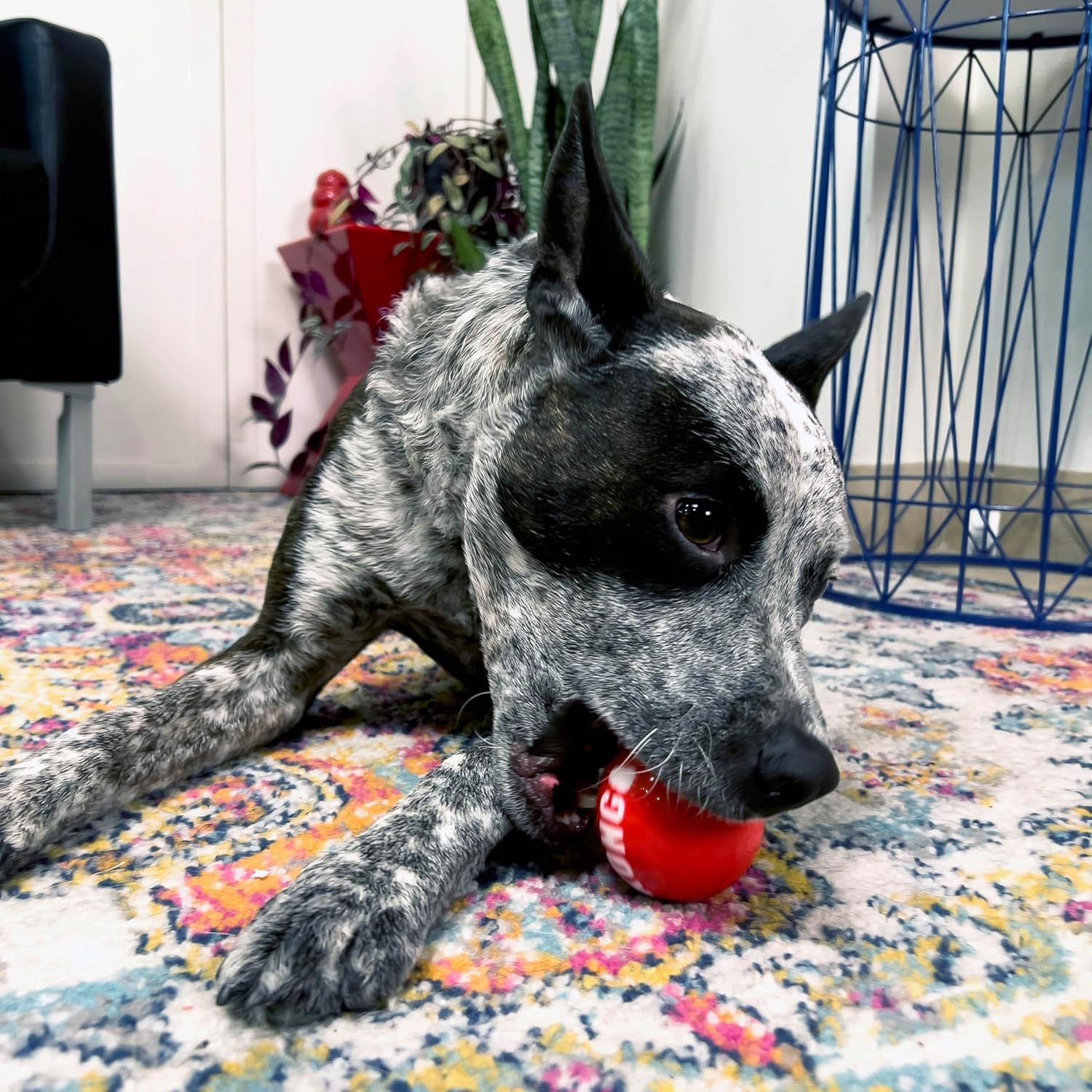 Kong Signature Ball Dog Toy