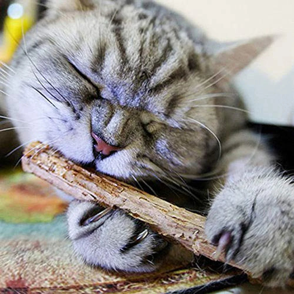 Trixie Matatabi Chewing Sticks for Cats