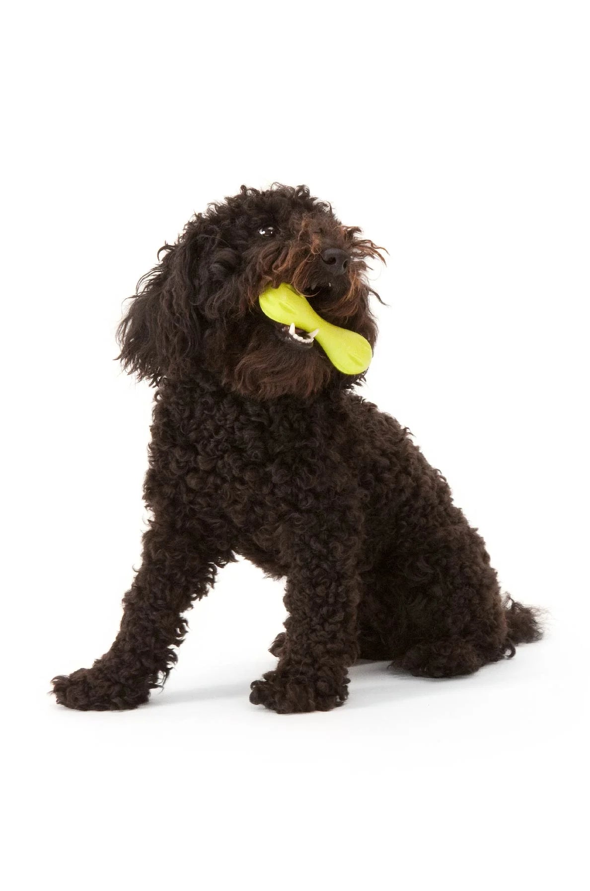 West Paw Zogoflex Hurley Dog Bone Toy