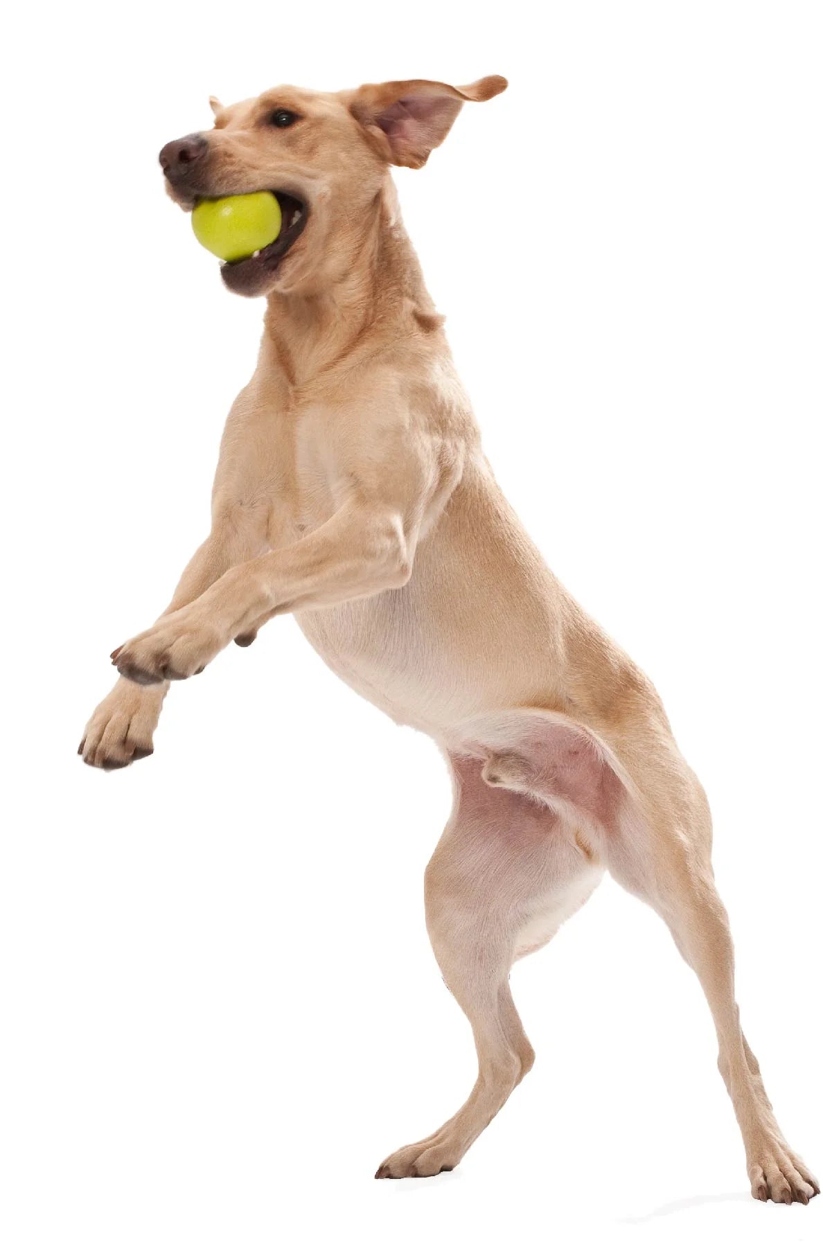 West Paw Zogoflex Jive Ball Dog Chew Toy