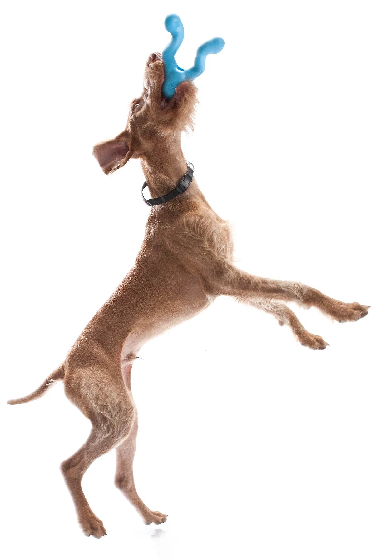West Paw Zogoflex Tizzi Dog Toys
