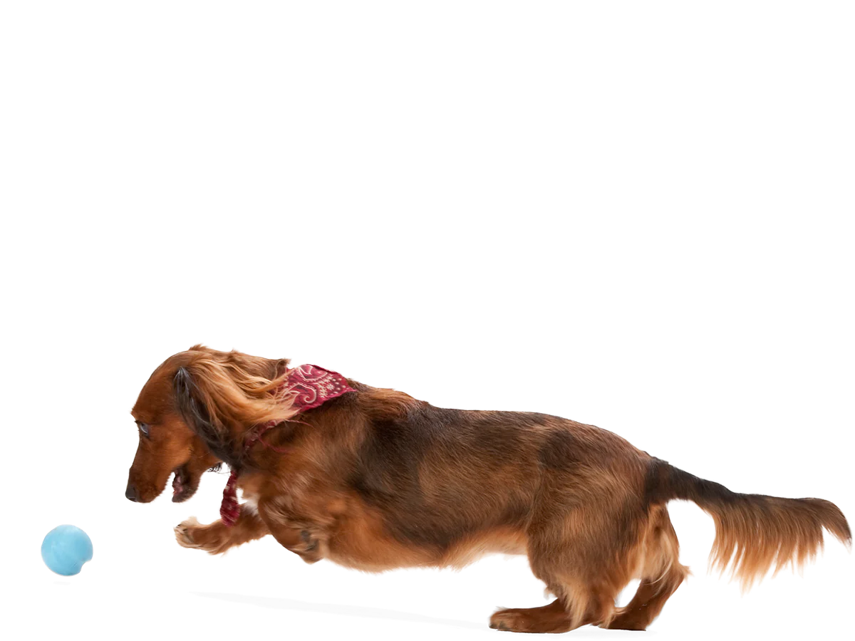 West Paw Zogoflex Jive Ball Dog Chew Toy