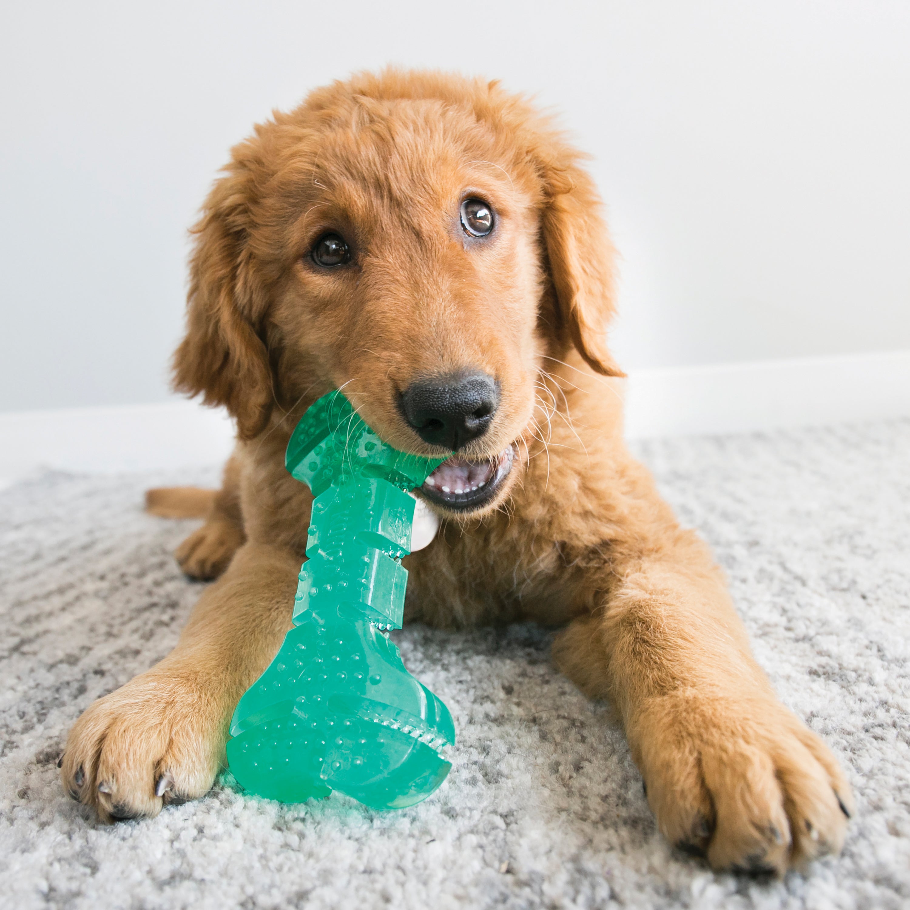 Kong Squeezz Dental Bone for Dogs