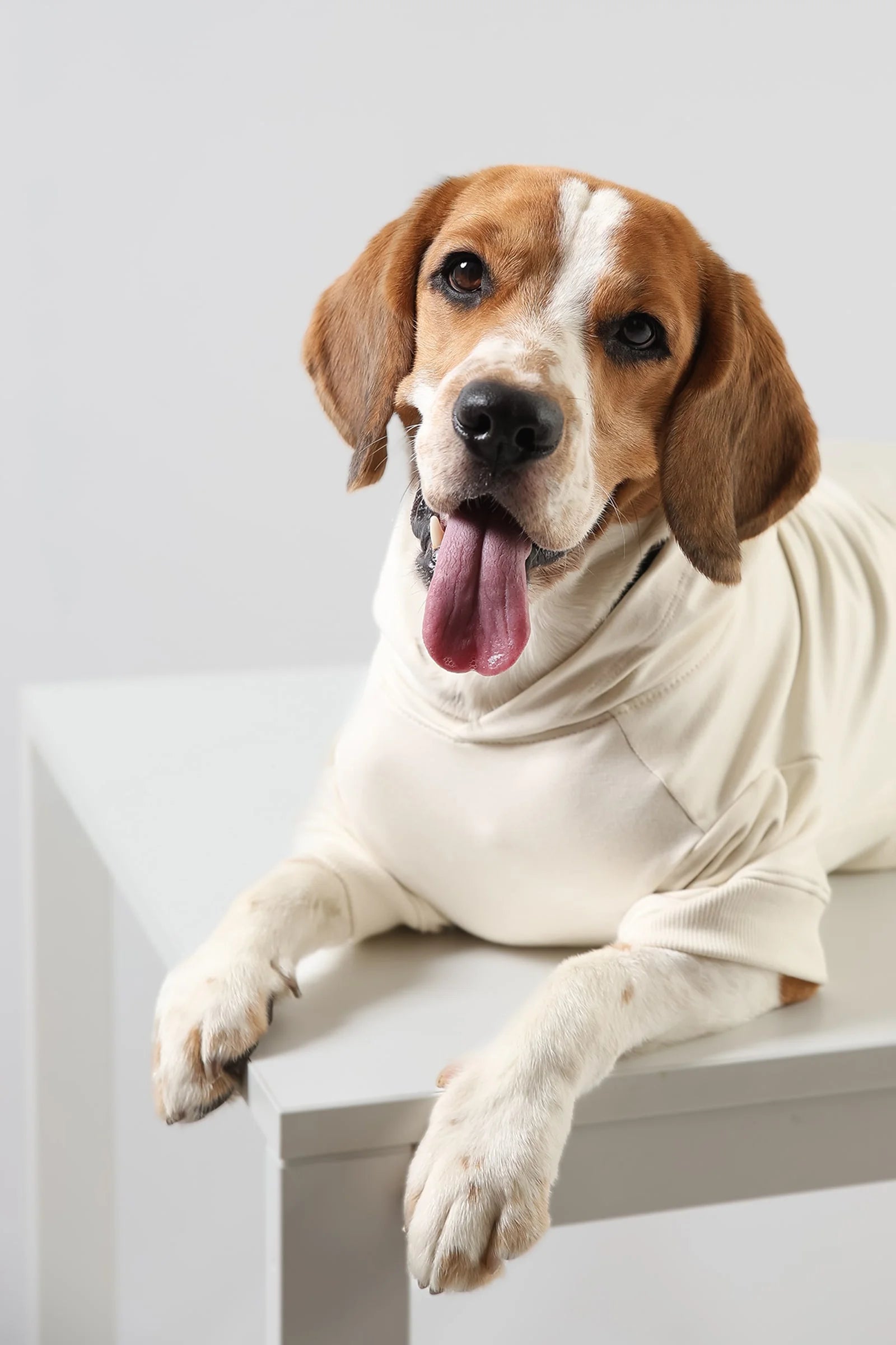 Lemon Tails Style All Weather Solid Dog Hoodies