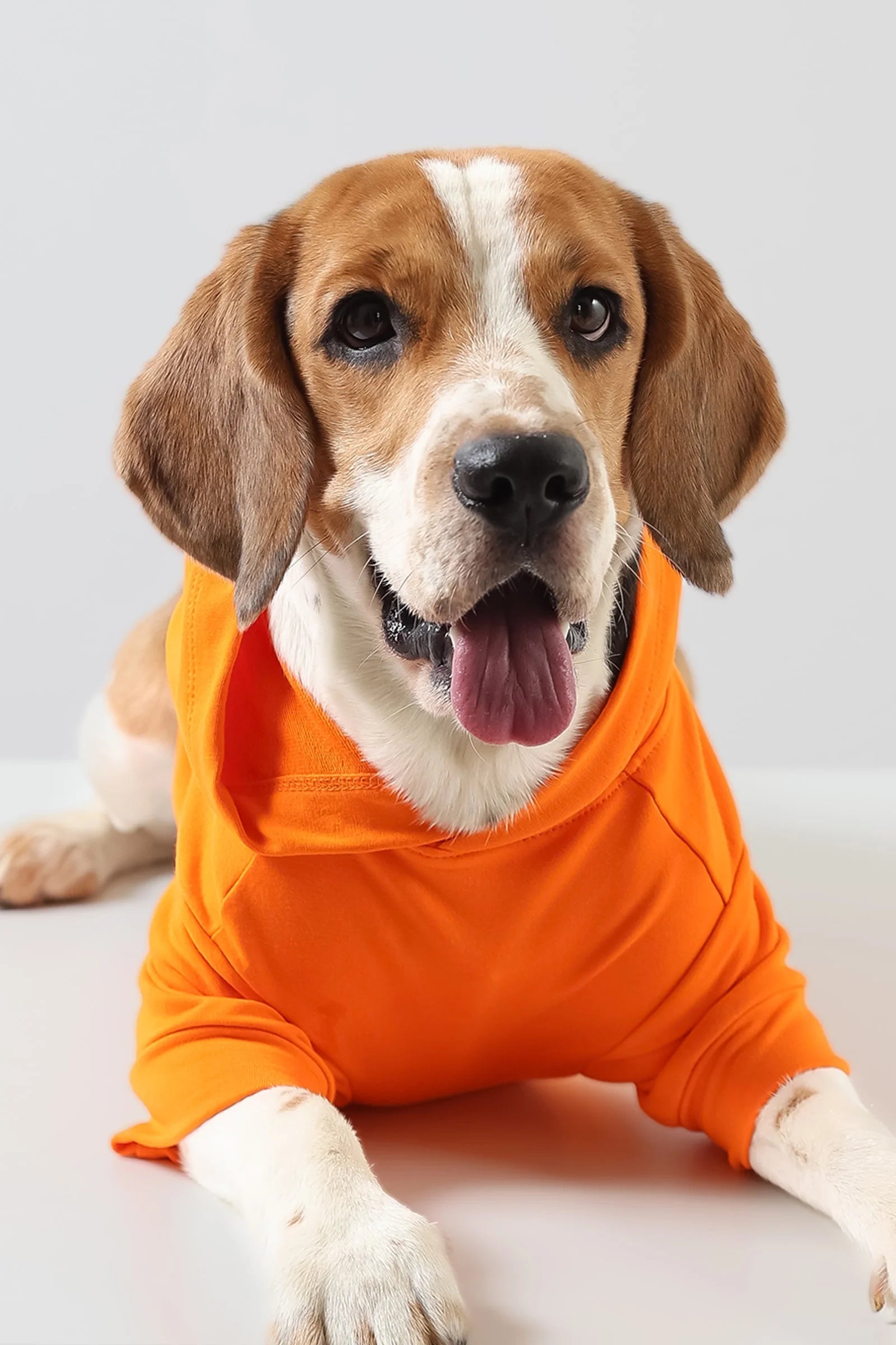 Lemon Tails Style All Weather Solid Dog Hoodies