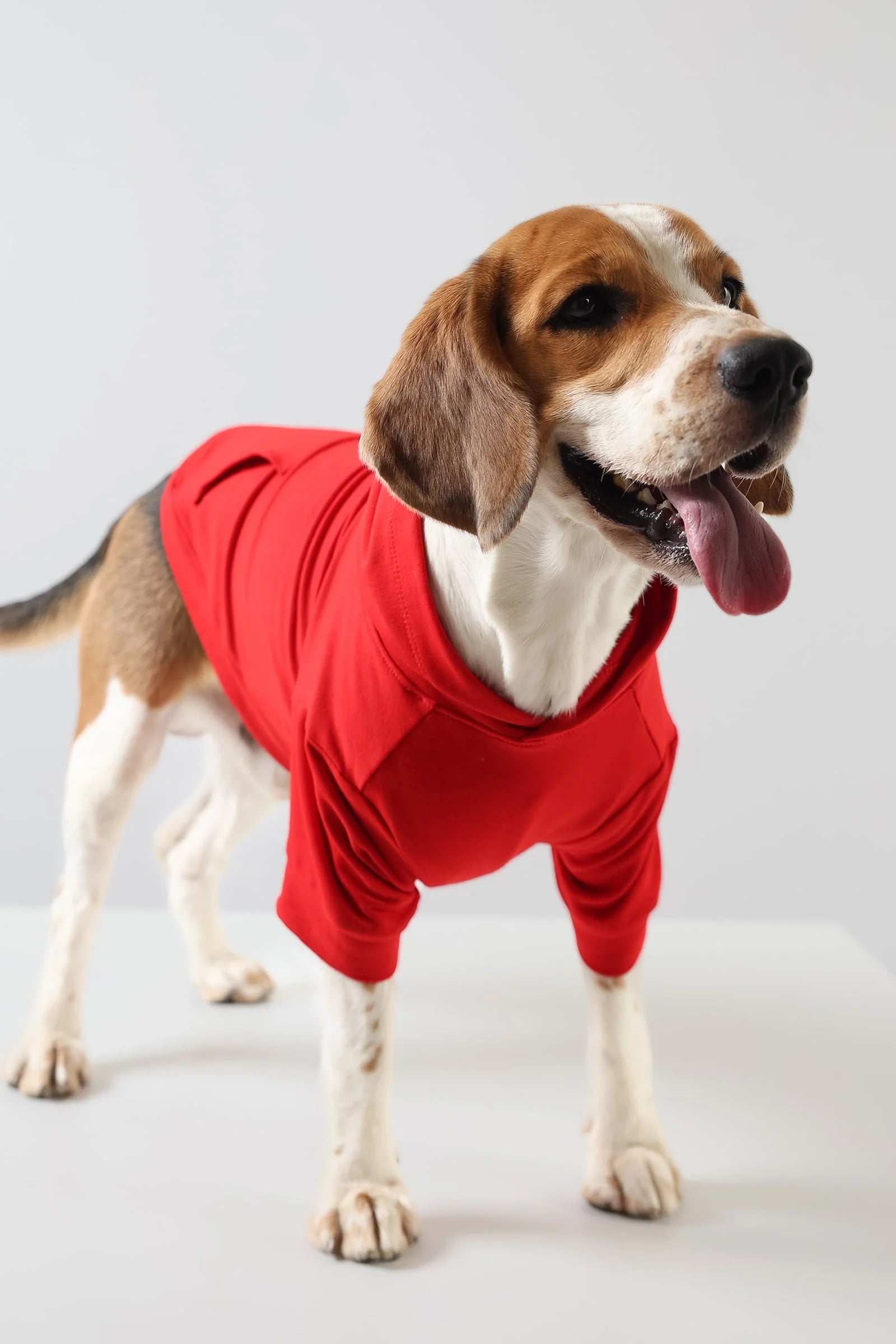 Lemon Tails Style All Weather Solid Dog Hoodies