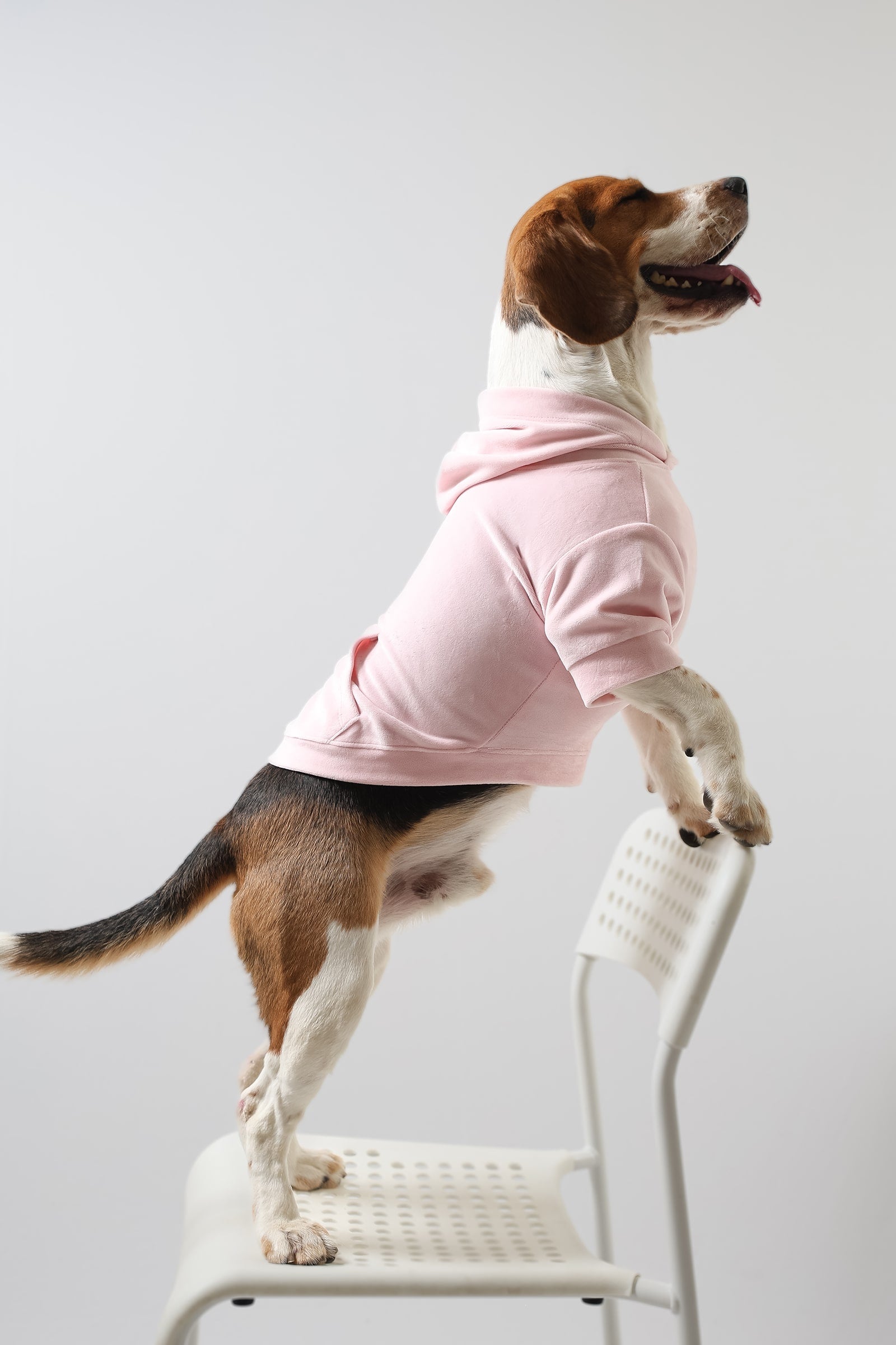 Lemon Tails Style Super Soft Dog Hoodies