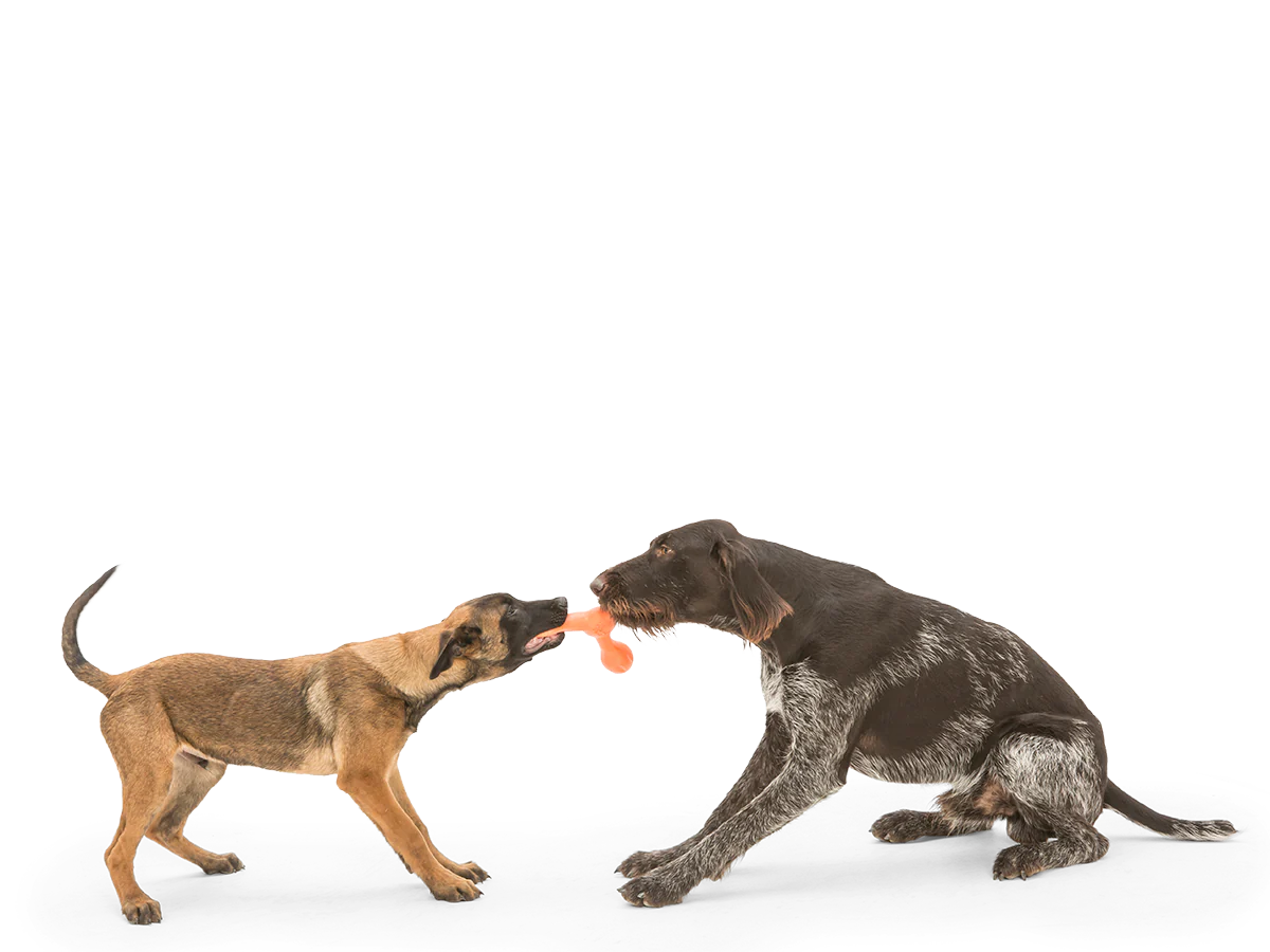 West Paw Zogoflex Echo Skamp Fetch Standard Dog Toys