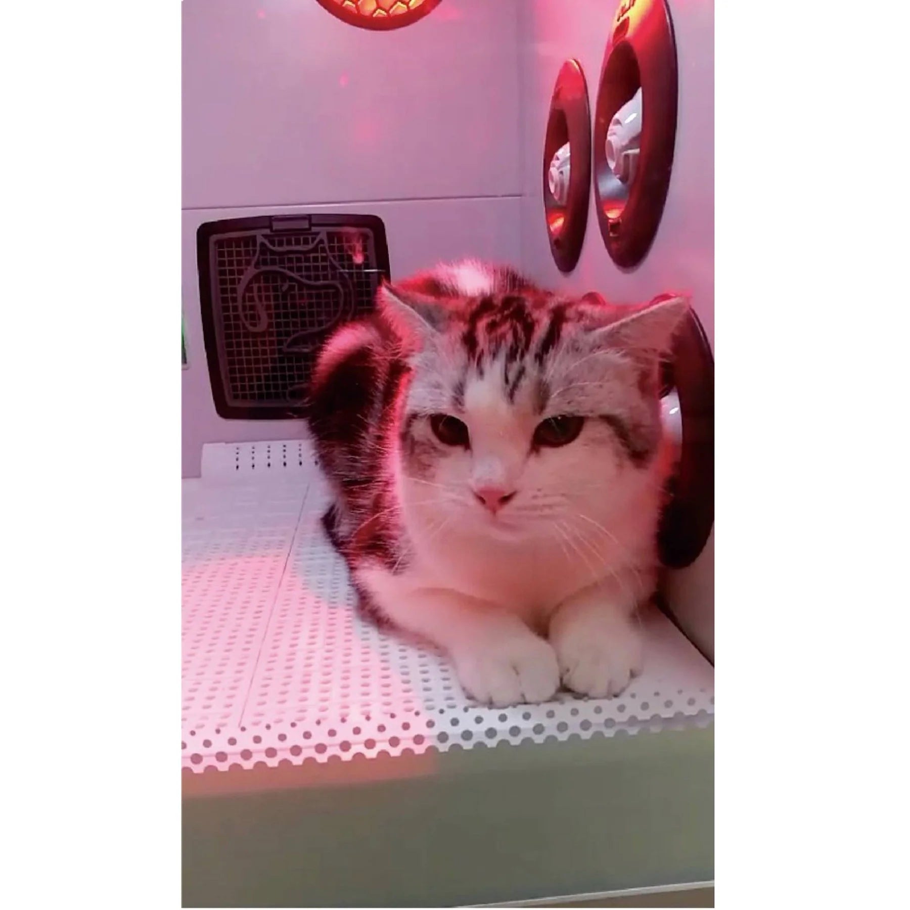 Aeolus Grooming Infrared Pet Drying Cabinet for Professional Groomers