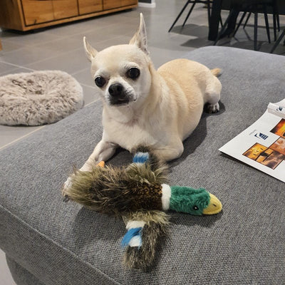 afp Classic Mallard Toy for Dogs