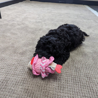 afp Little Buddy Crinkly Lelesea Toy for Dogs