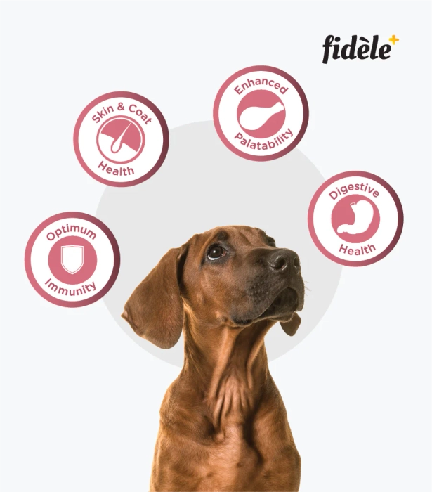 Fidele Small and Medium Puppy Dry Food