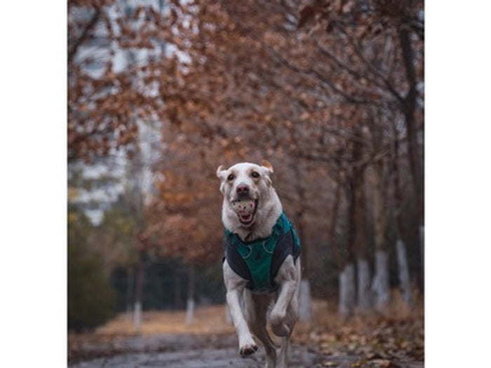 M-Pets Bloom Ball Toy for Dogs