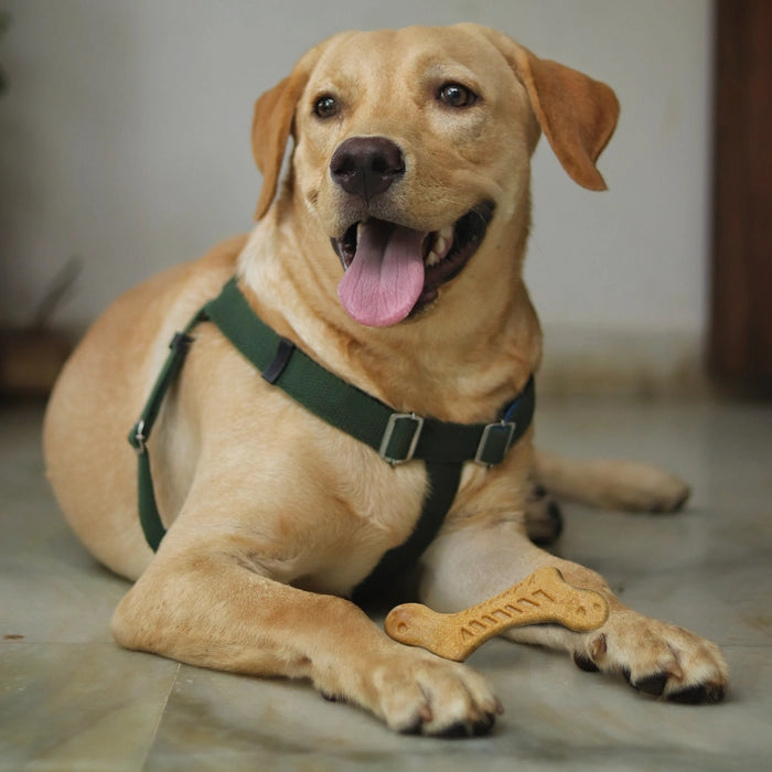 Fofos Stix Wooden Toy for Dogs