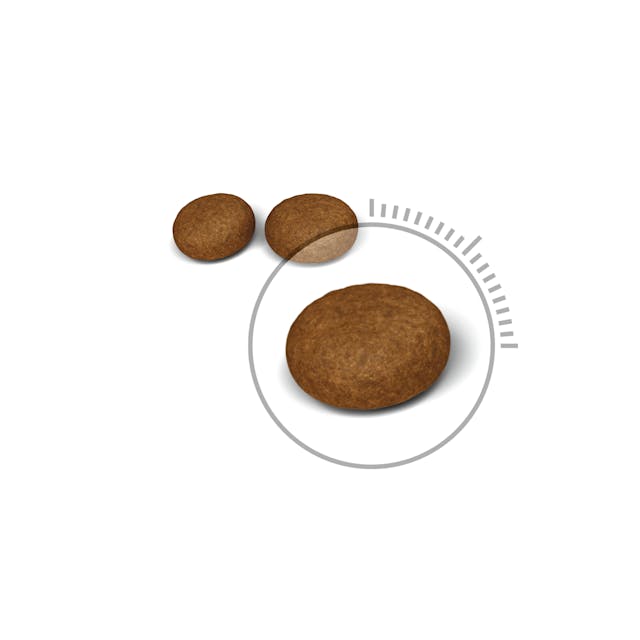 Royal Canin Hair and Skin Care Cat Dry Food