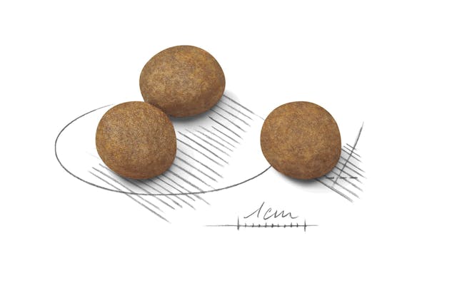 Royal Canin  Maxi Puppy Dog Dry Food