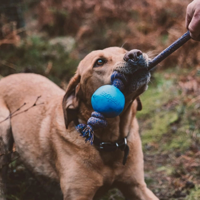 Beco - Rubber Ball On a Rope Dog Toy