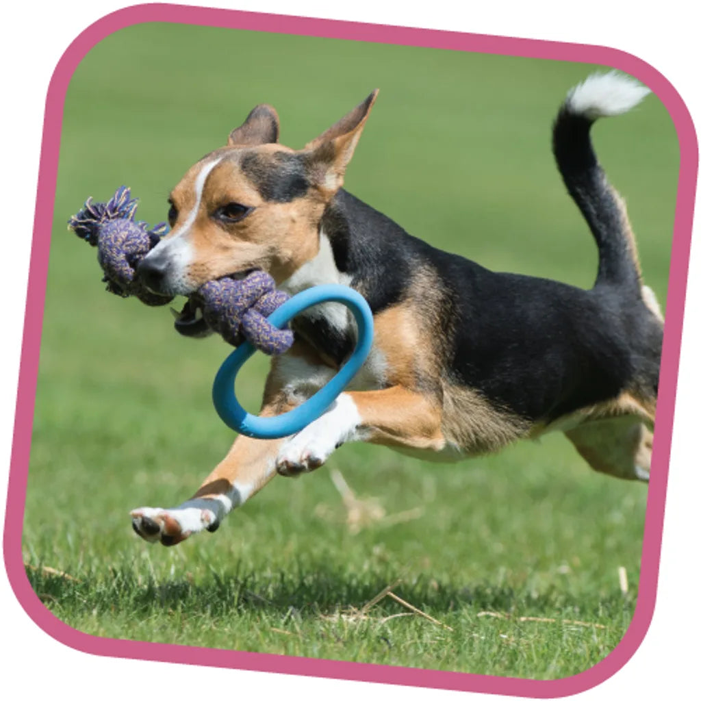 Beco Rubber Hoop on Rope Dog Toy