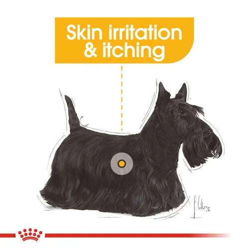 Royal Canin - Dog Wet Food