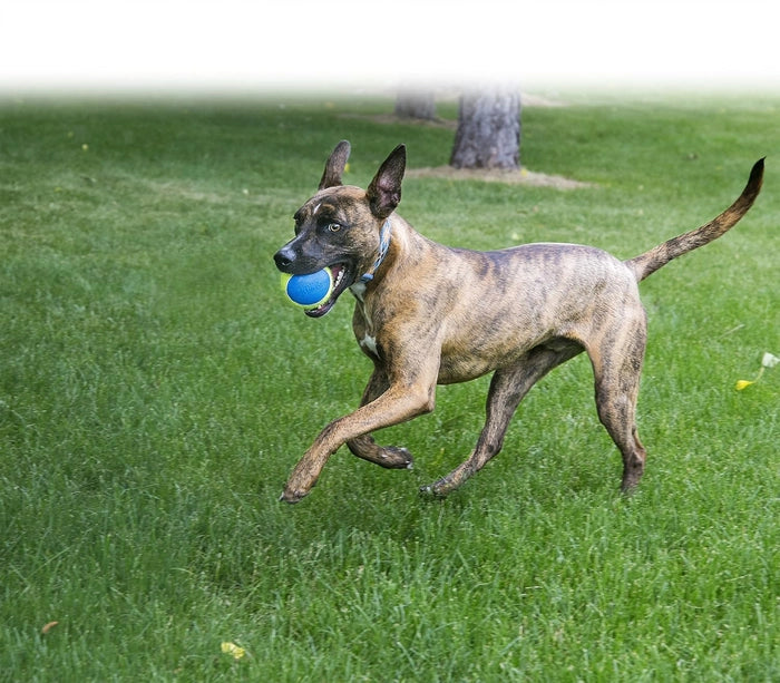 Kong- Ultra Squeak Air Ball Dog Toy