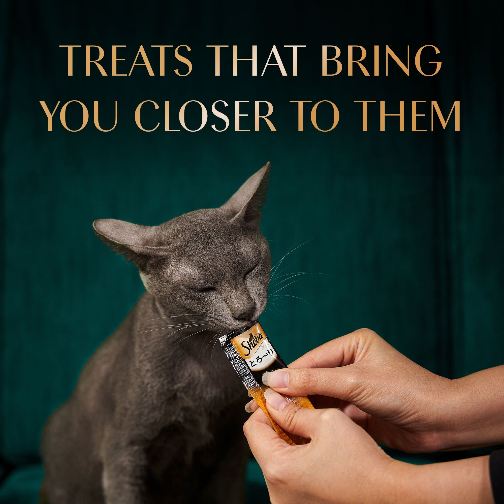 Sheba Melty Maguro Selection Tuna & Prawn Flavours Cat Treats