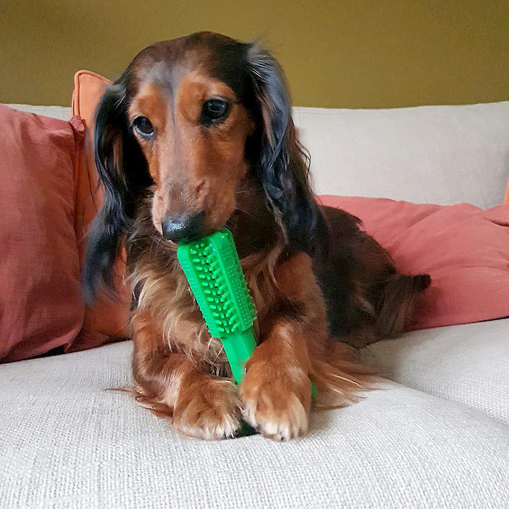 Duvoplus Chew N play brush Toothbrush Toy for Dogs