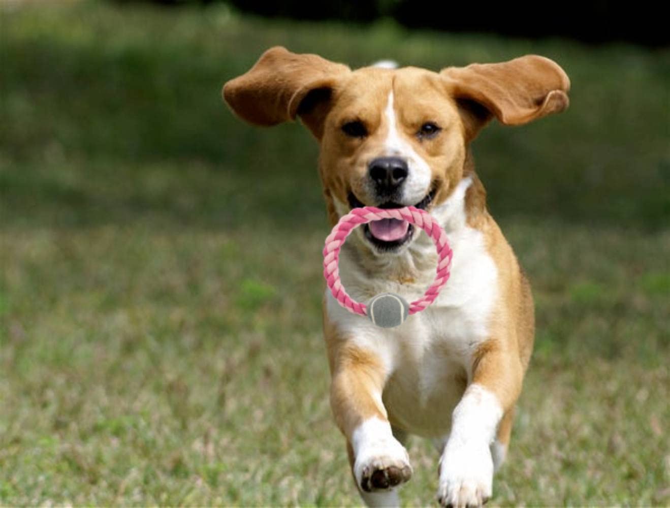 Trixie- Pet Playing Ring Rope Toy with Tennis Ball for Dogs