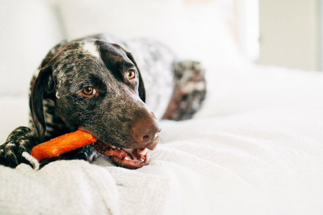 Dogwood- Alternative Dog Chew Toy