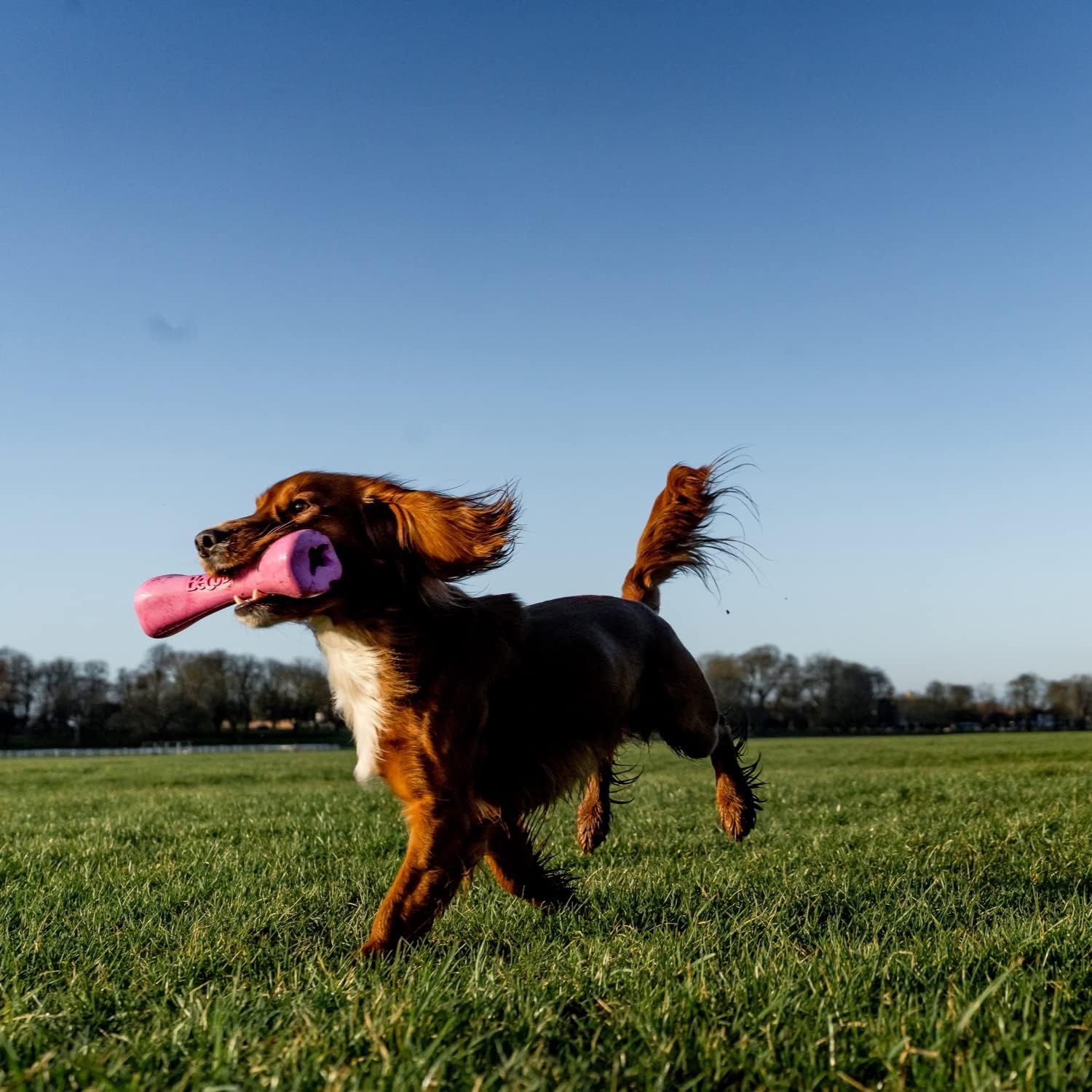 Beco Bone Natural Rubber Hollow Chew Toy for Dogs