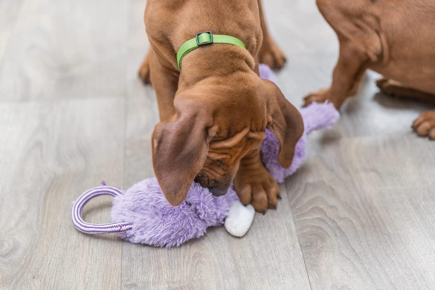 Trixie- Junior Dangling Plush Dog Toys