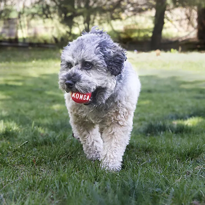 Kong- Signature Ball Dog Toy