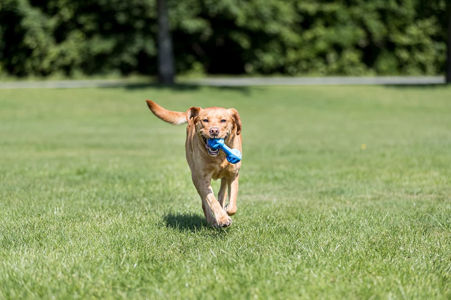 Trixie - Cooling Dumbbell Dog Toy TPR