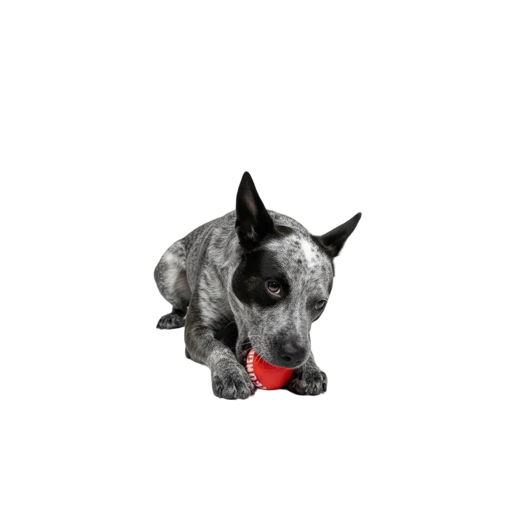 Kong Signature Ball Dog Toy