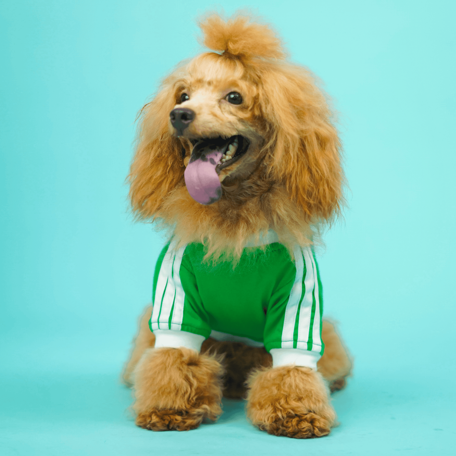 Pets Way Dive In Stripes Forest T-Shirt for Dogs