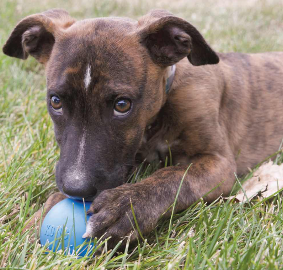 Kong Puppy Ball with Hole Dog Toy